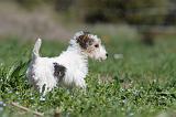 FOX TERRIER 327